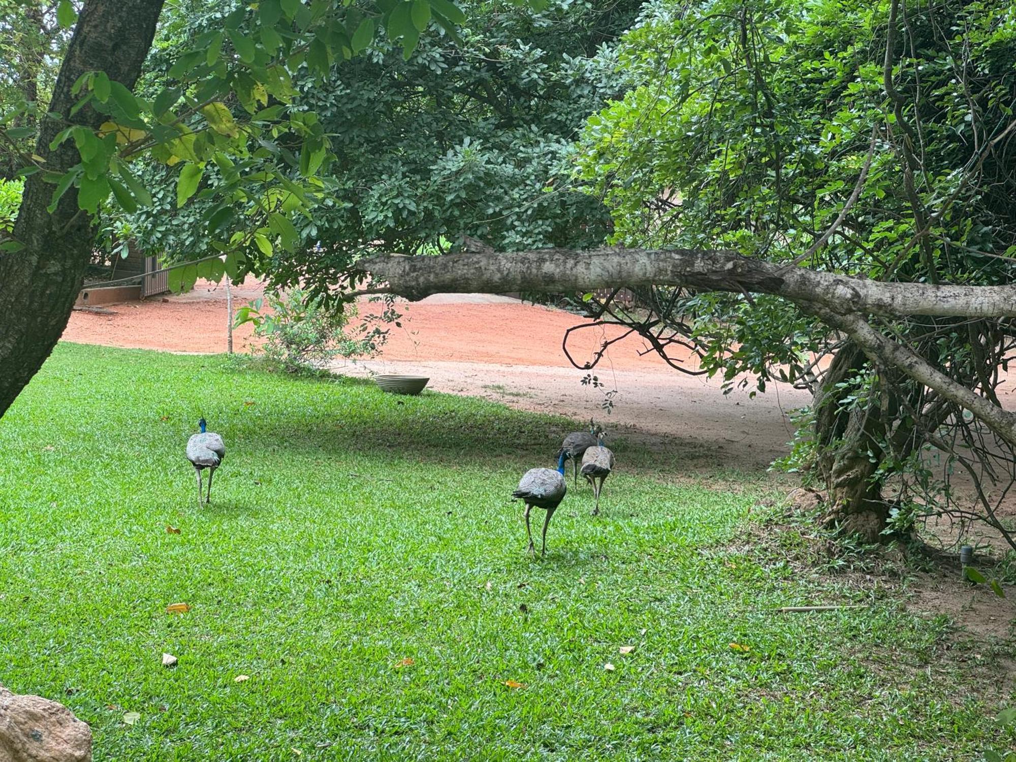 Foresta Resort Sigiriya Exterior foto